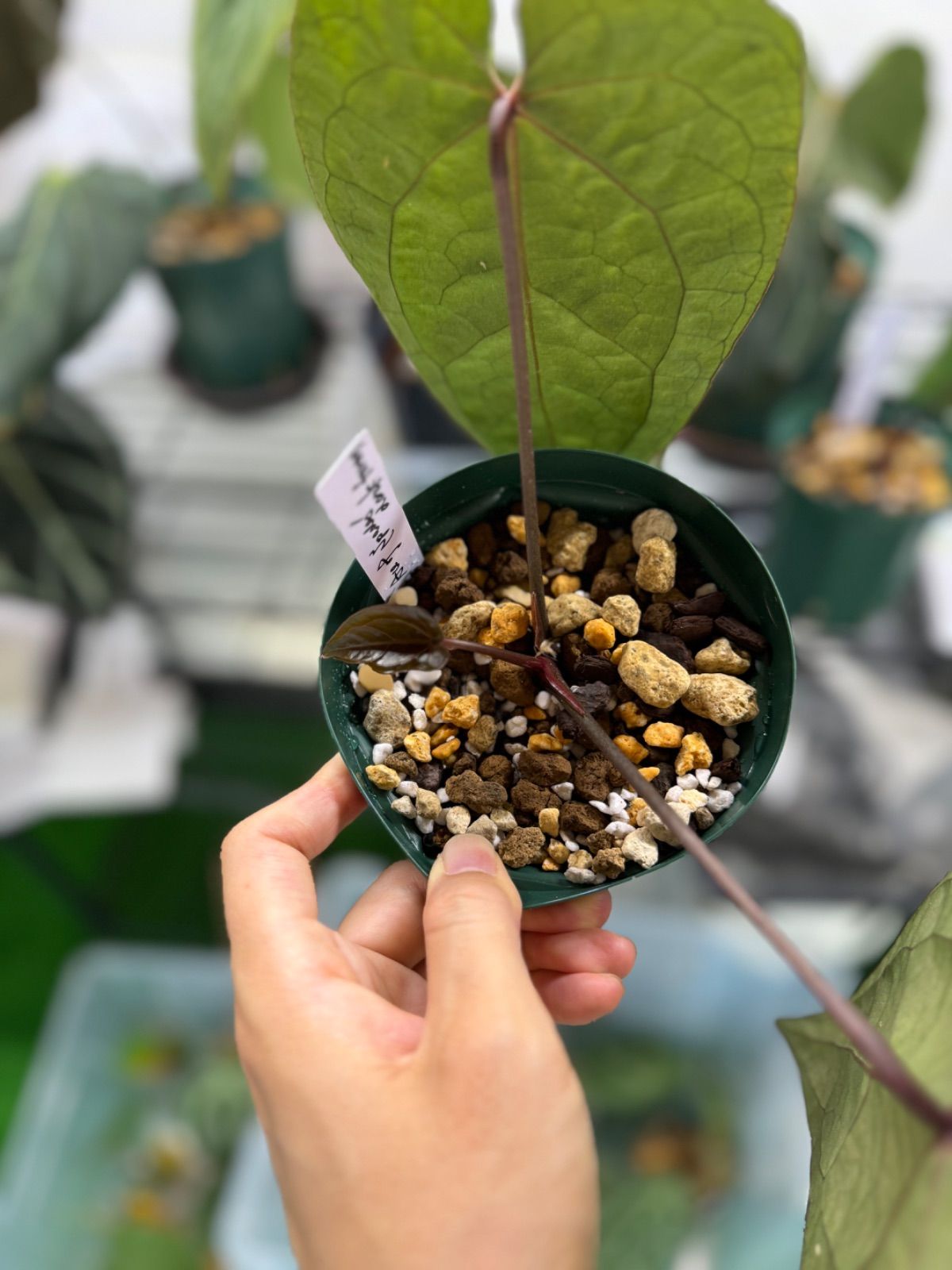 Anthuroom】Anthurium'Ace of Spades' (dark form) アンスリウム