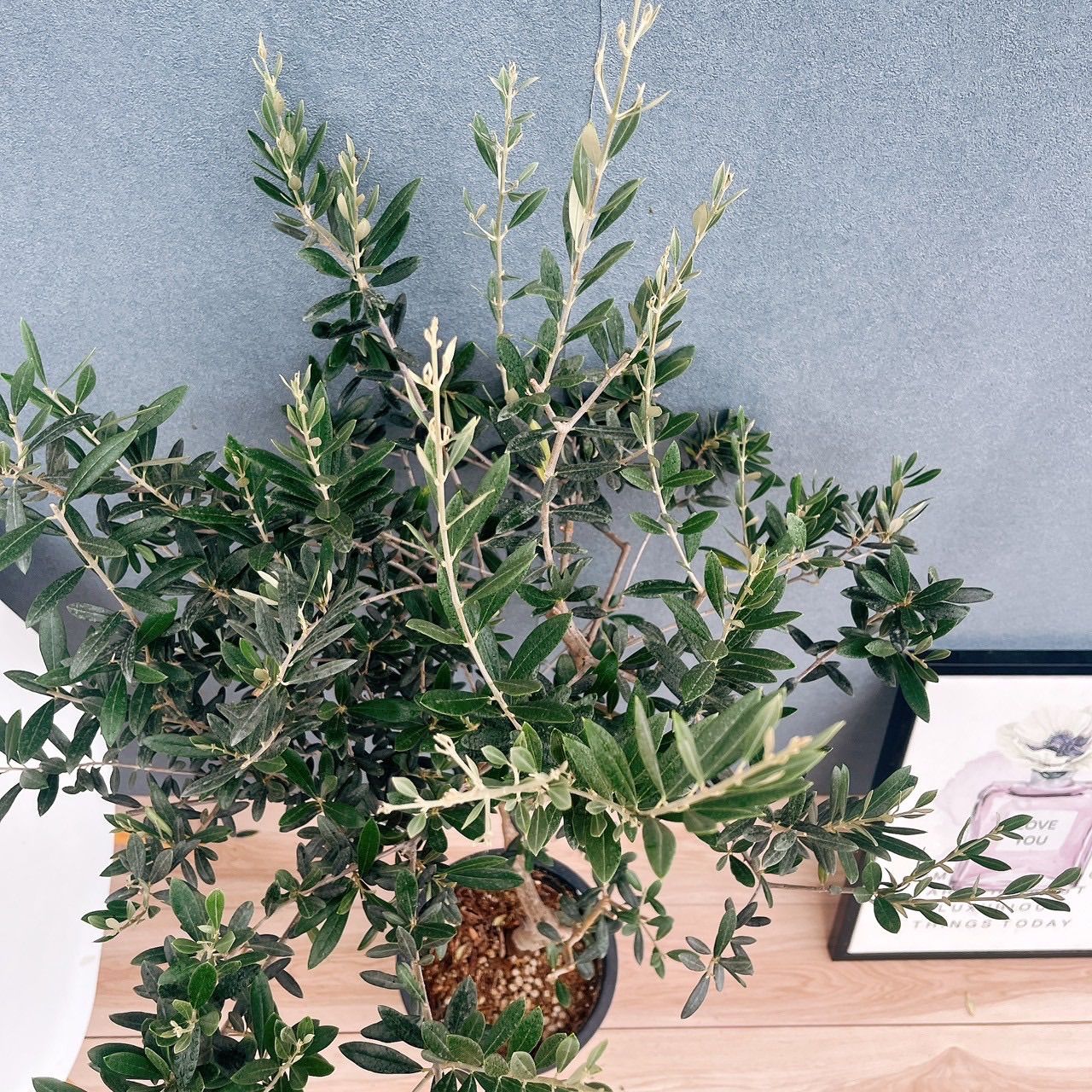 オリーブ マンザニロ