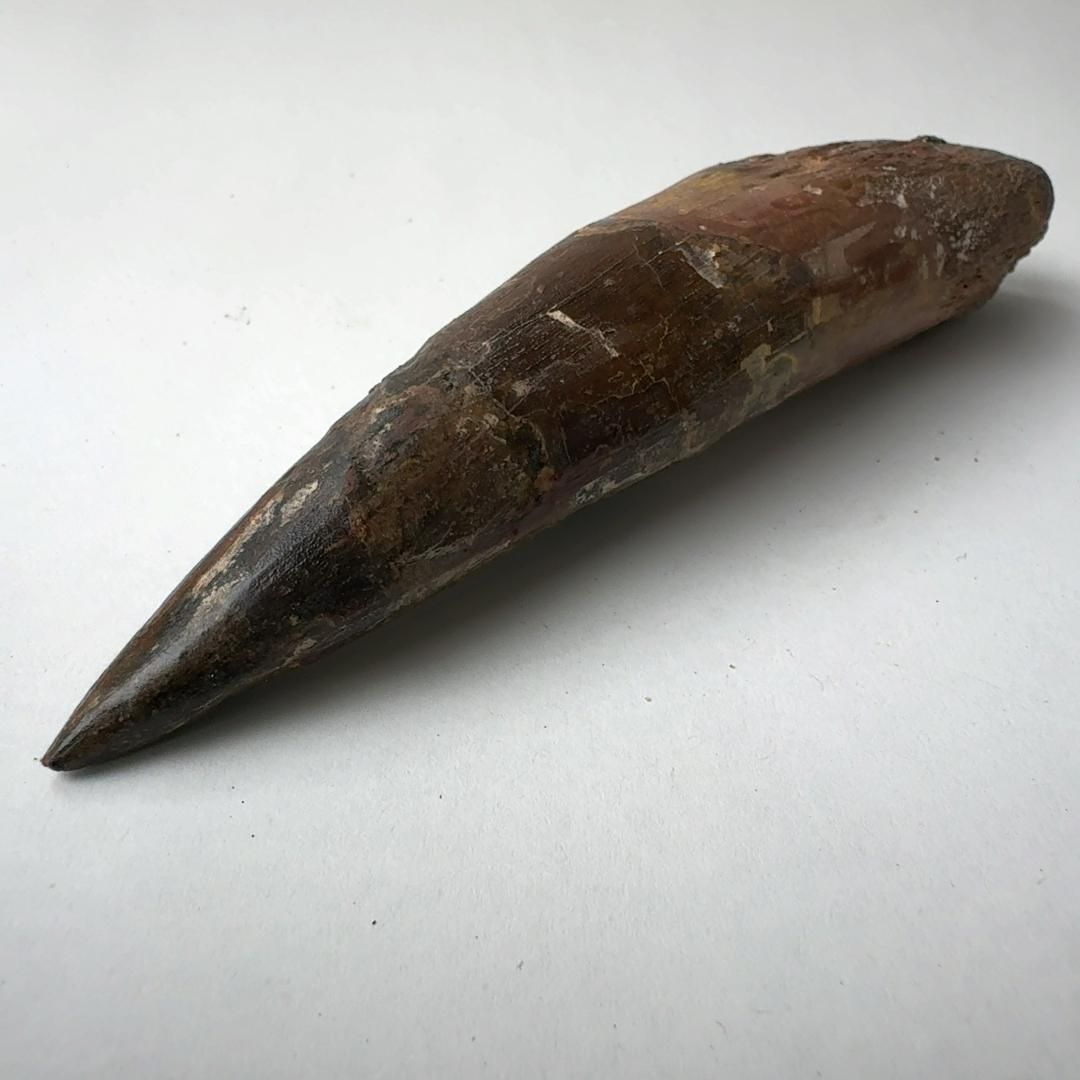 スピノサウルス 歯の化石 実物 楽天市場】【送料無料】【スピノサウルス/化石/歯/恐竜】博物館