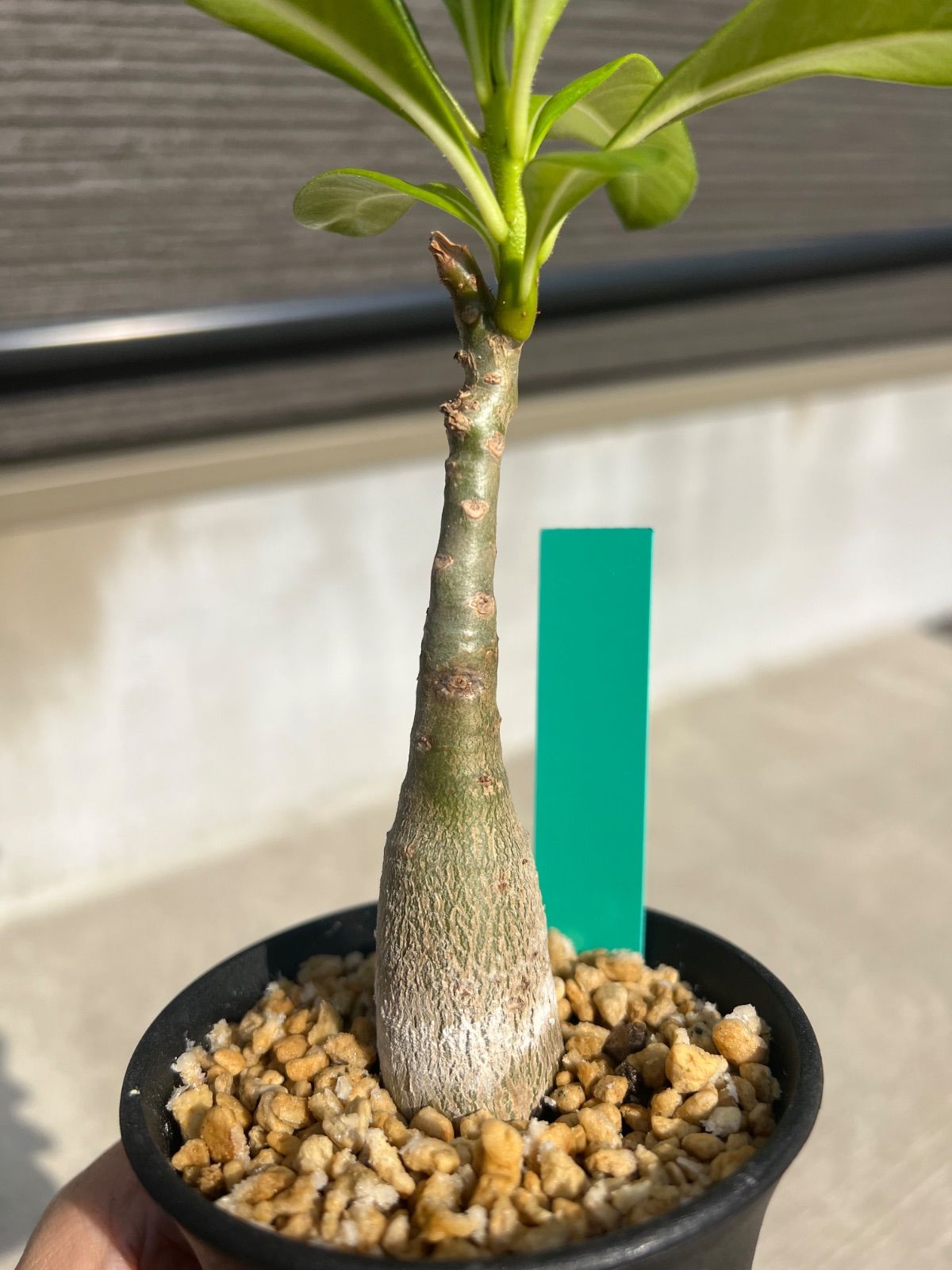 日本製 両刃ヤスリ/中挽切 30本 日本製 両刃ヤスリ/小挽切 30本