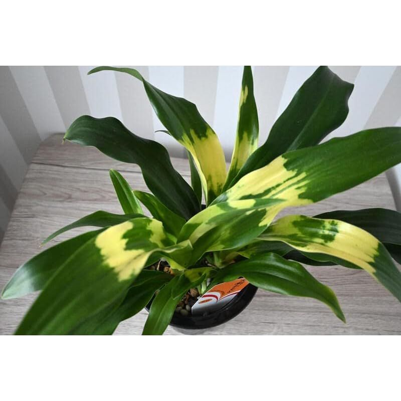 縁起物万年青おもとオモト鉢植え宝船 宗石1鉢5号サイズ斑入りの葉観葉植物