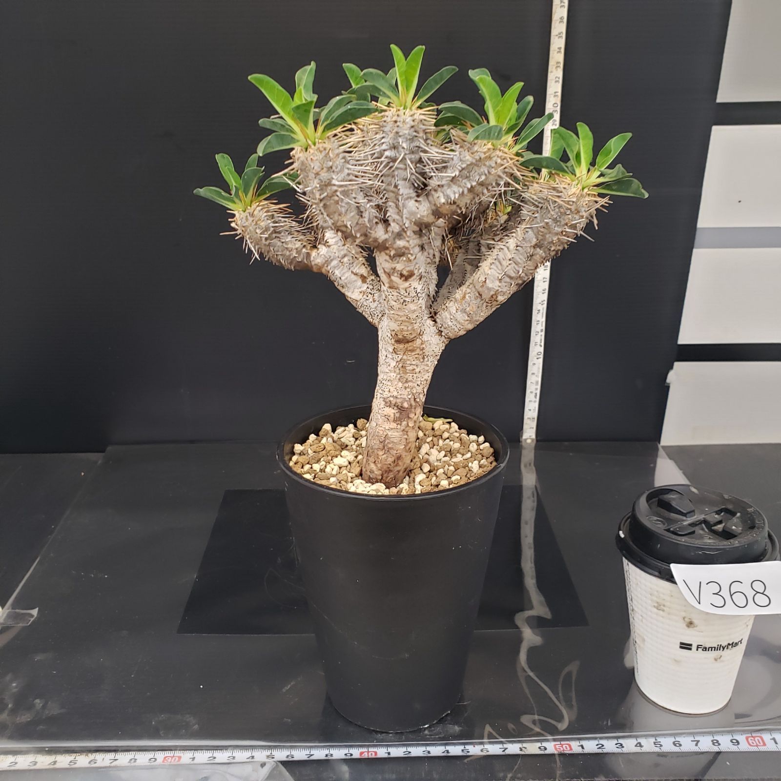 【現品】塊根植物・ギラウミニアウナ 一番分岐が多いメガギラウの植え替え。(写真1〜5枚目) おそらく