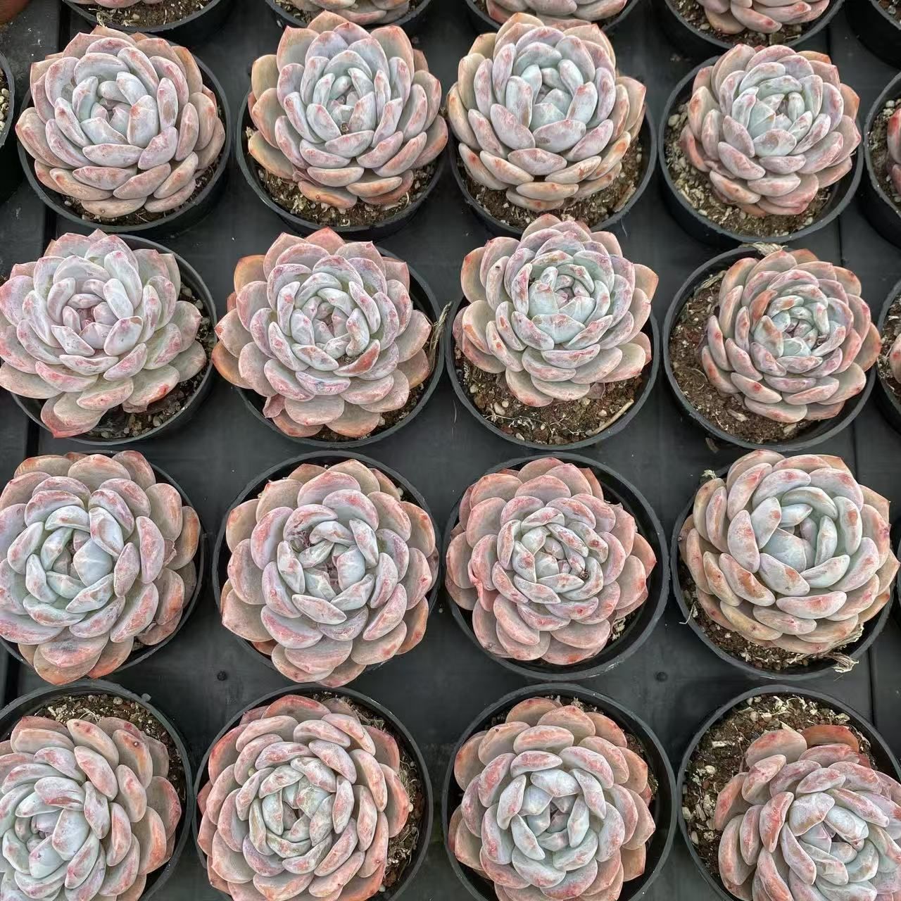 RC2029×40 オレンジ