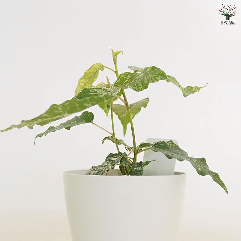 クワ科 常緑高木