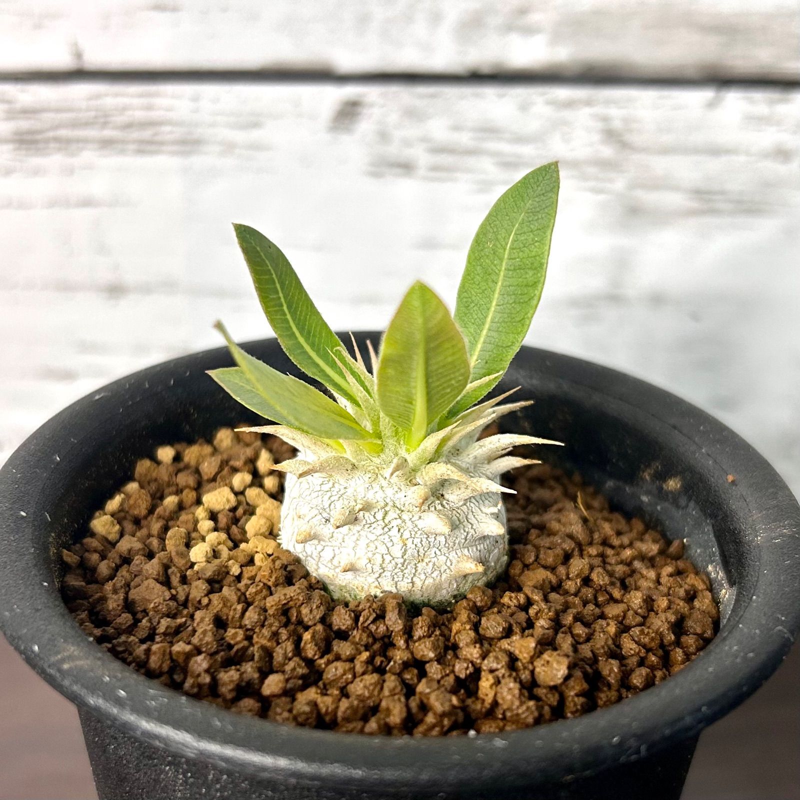 パキポディウム・エブレネウム 現地球 良型 発根済み 塊根植物