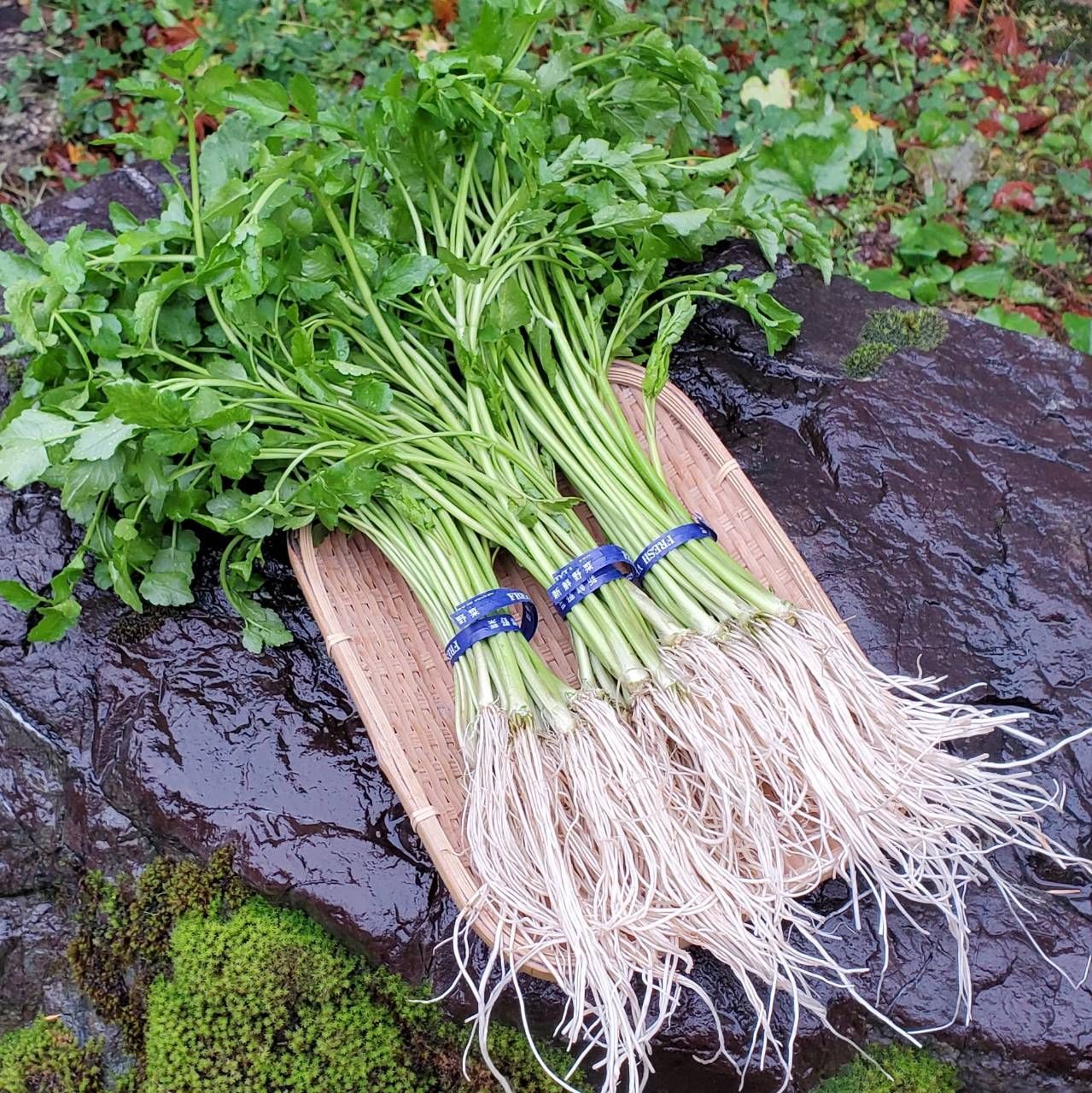 せり 三関産 秋田県産 3束 - 野菜