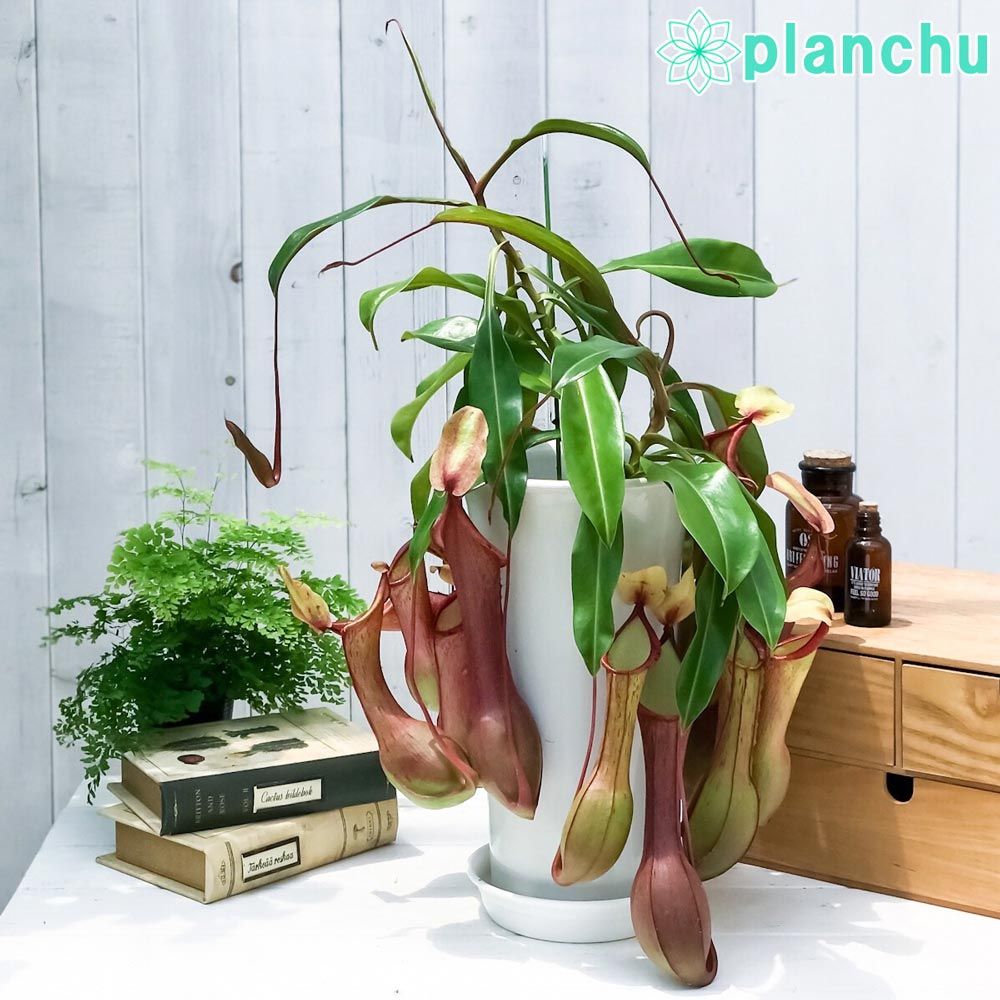 PLANCHU 食虫植物 ネペンテス アラタ アカネ 6号鉢 受け皿付き 育て方説明書付き Nepenthes alata cv. 狂氣令嬢