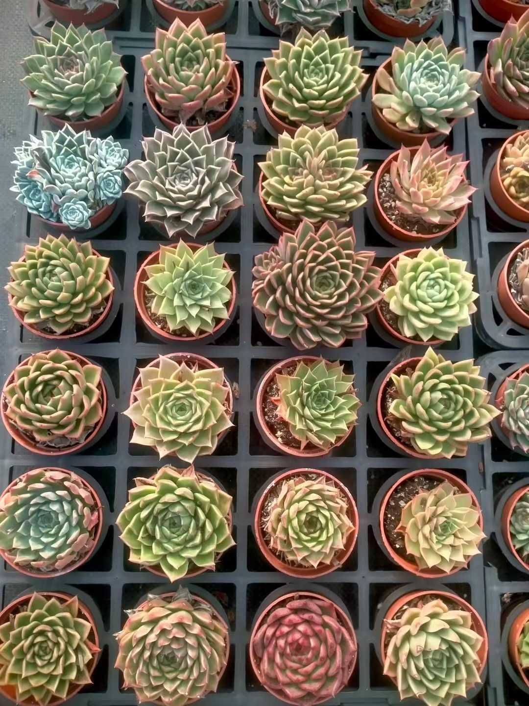 新発売 35株セット 詰め合わせセット 抜き苗 多肉植物 佐川急便発送