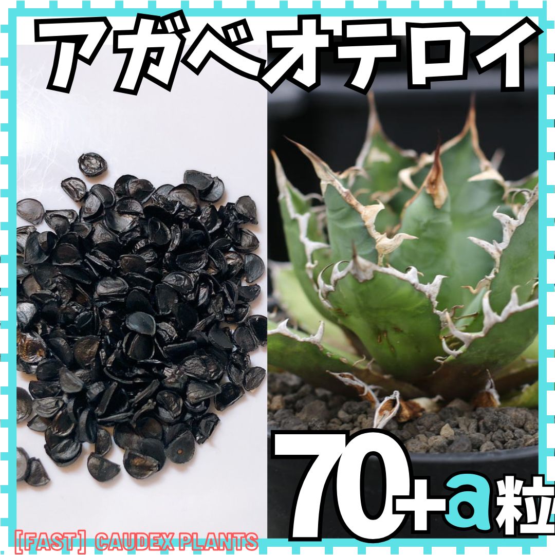 アガベの種 オテロイ Agave oteroi 500粒-