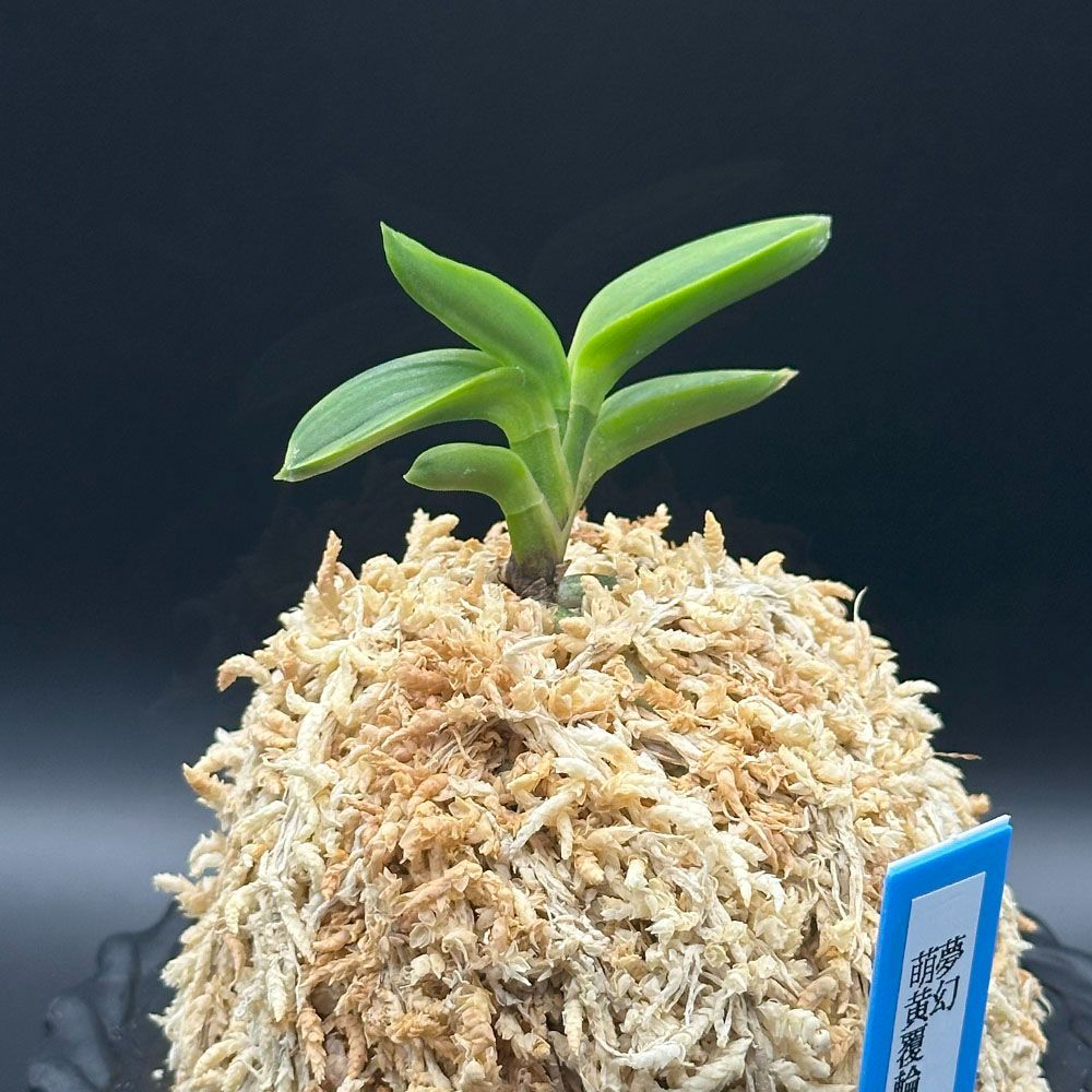 富貴蘭 白王覆輪