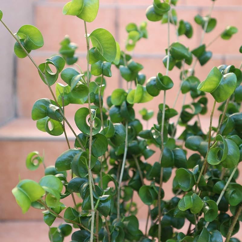 品種で選べる観葉植物 リビングやオフィス向きサイズ