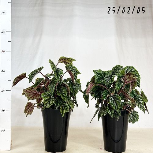 養生中　ベゴニア レア　メタリカ 観葉植物 ベゴニア プレミアムシリーズ Metallica (メタリカ) 6号(個体