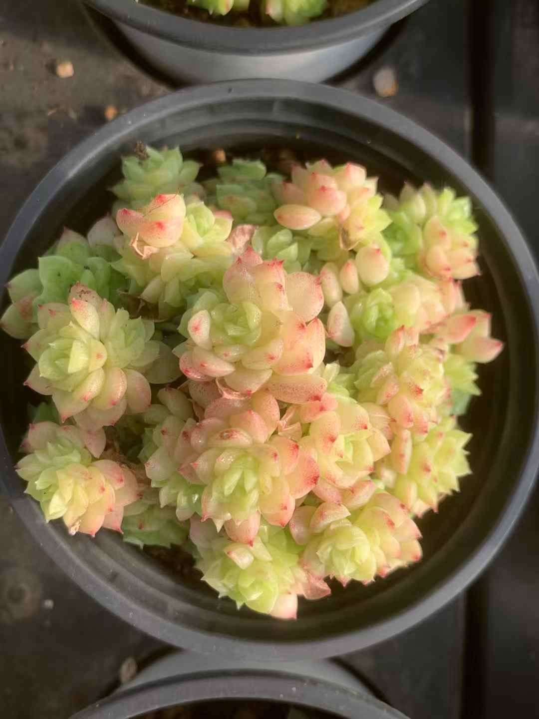 35株の抜き苗セット マルガン レッドエッジ 多肉植物 佐川急便発送 エケベリア 韓国苗 LX26