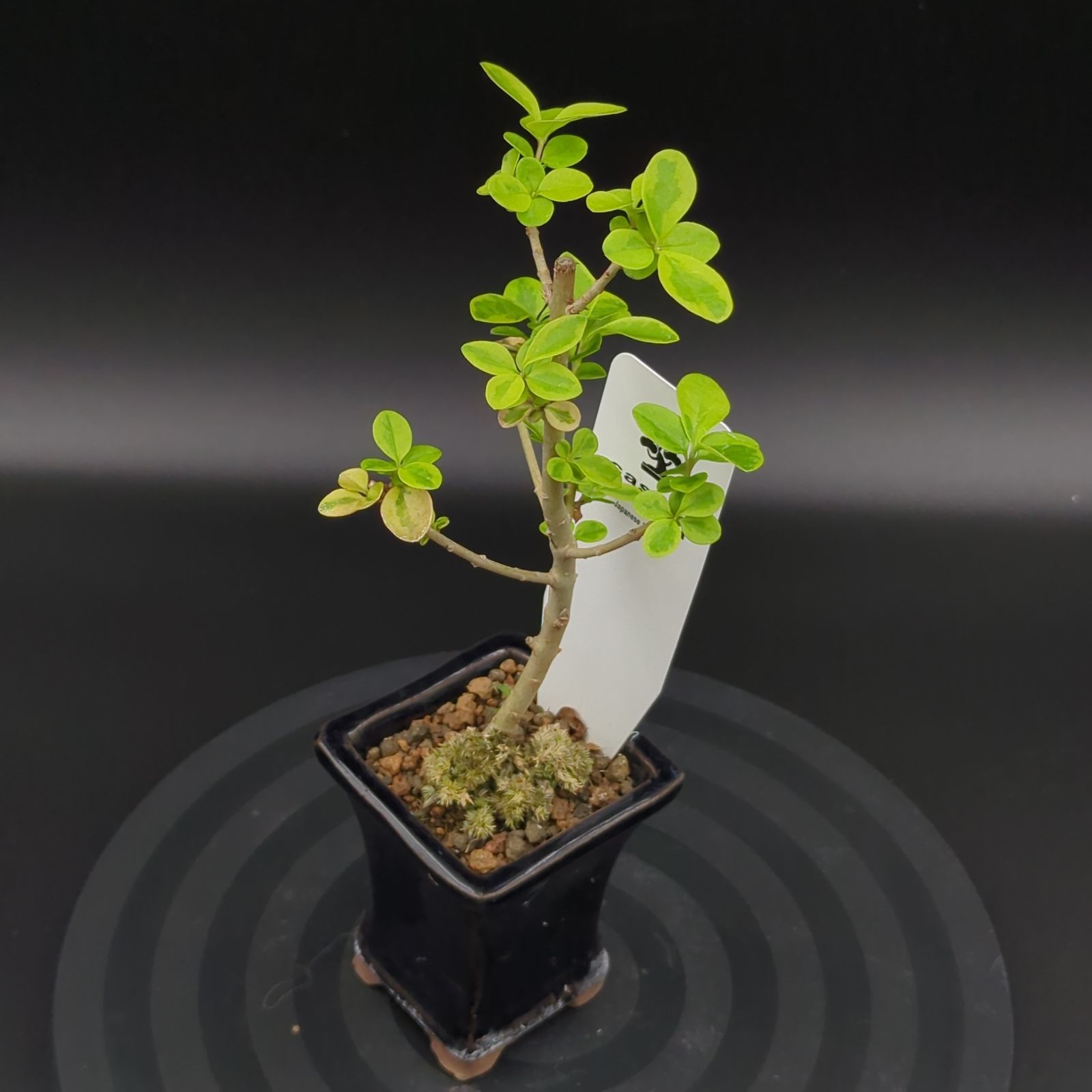 盆栽公式 イボタ 盆栽 イボタ 盆栽 盆栽 盆栽 苔玉 花 ガーデニング の