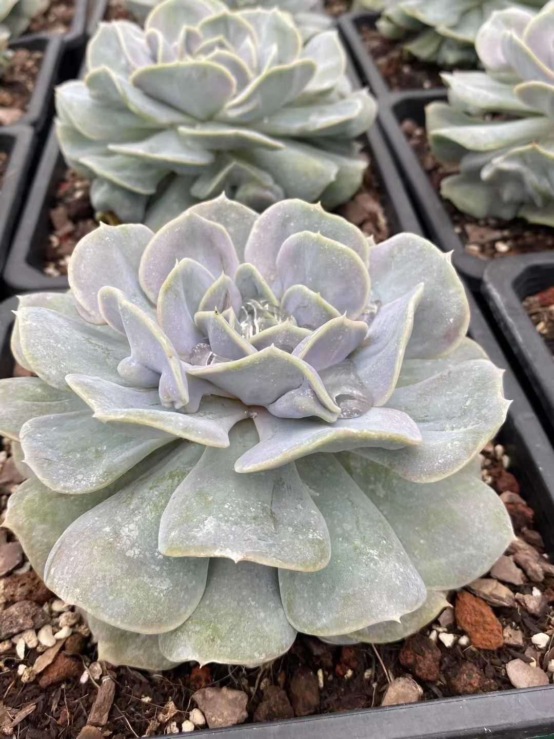 12株の抜き苗セット スノー妖精 多肉植物 佐川急便発送 エケベリア 韓国苗 MY344