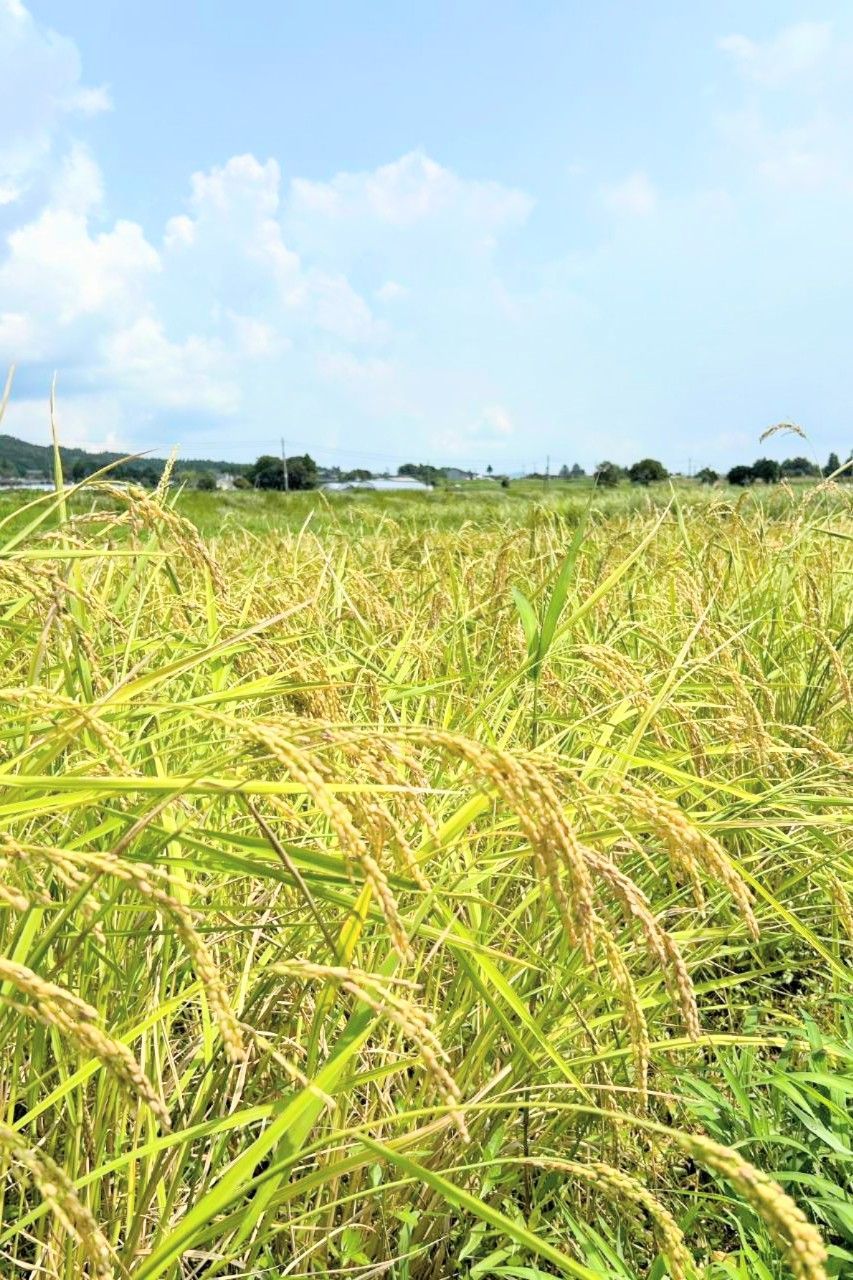 新春特別価格】令和7年 自然栽培米 亀の尾 20kg精米 - メルカリ