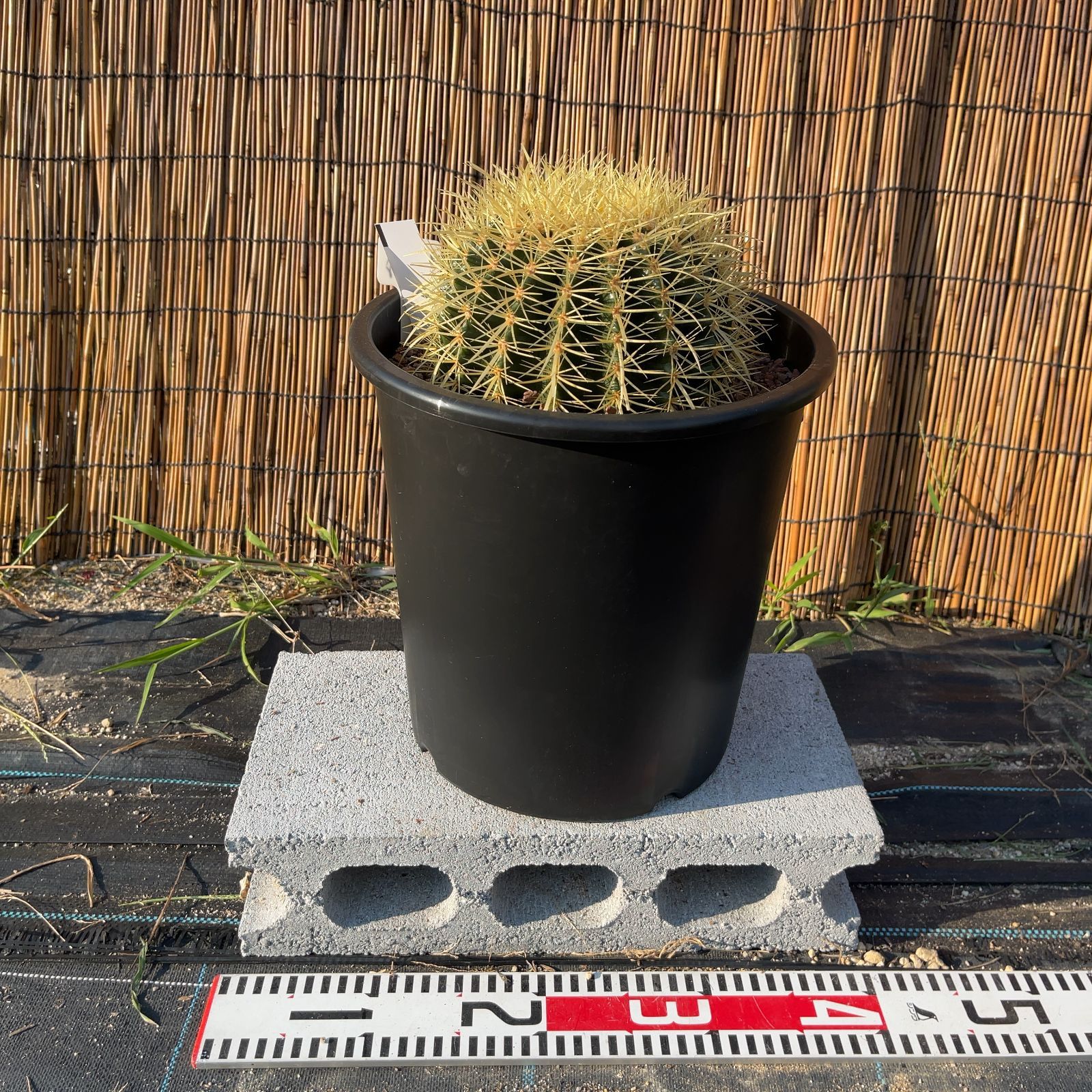 鉢ごと発送】サボテンの王様！金色サボテン / 金鯱（キンシャチ）Golden barrel cactus / 8号 黒鉢【現品】M24-8-7-08  - メルカリ