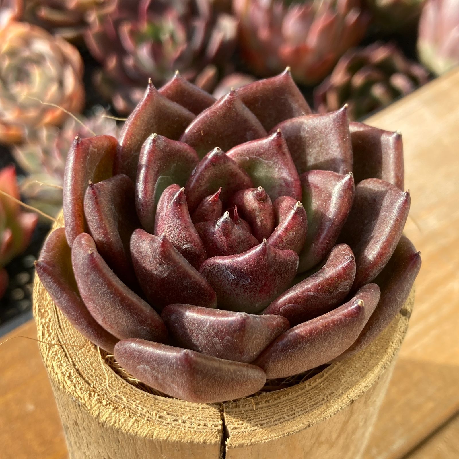 新作】エケべリア 韓国苗 ブラックチェリー 大苗 多肉植物 s_6103