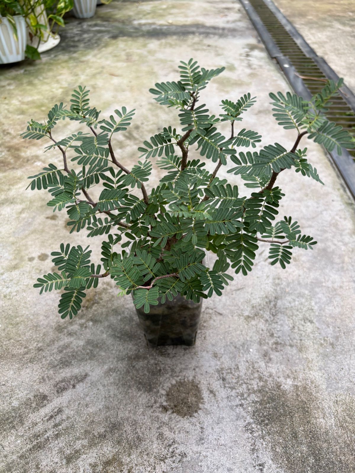 カッシア メリディオナリス 塊根植物 コーデックス
