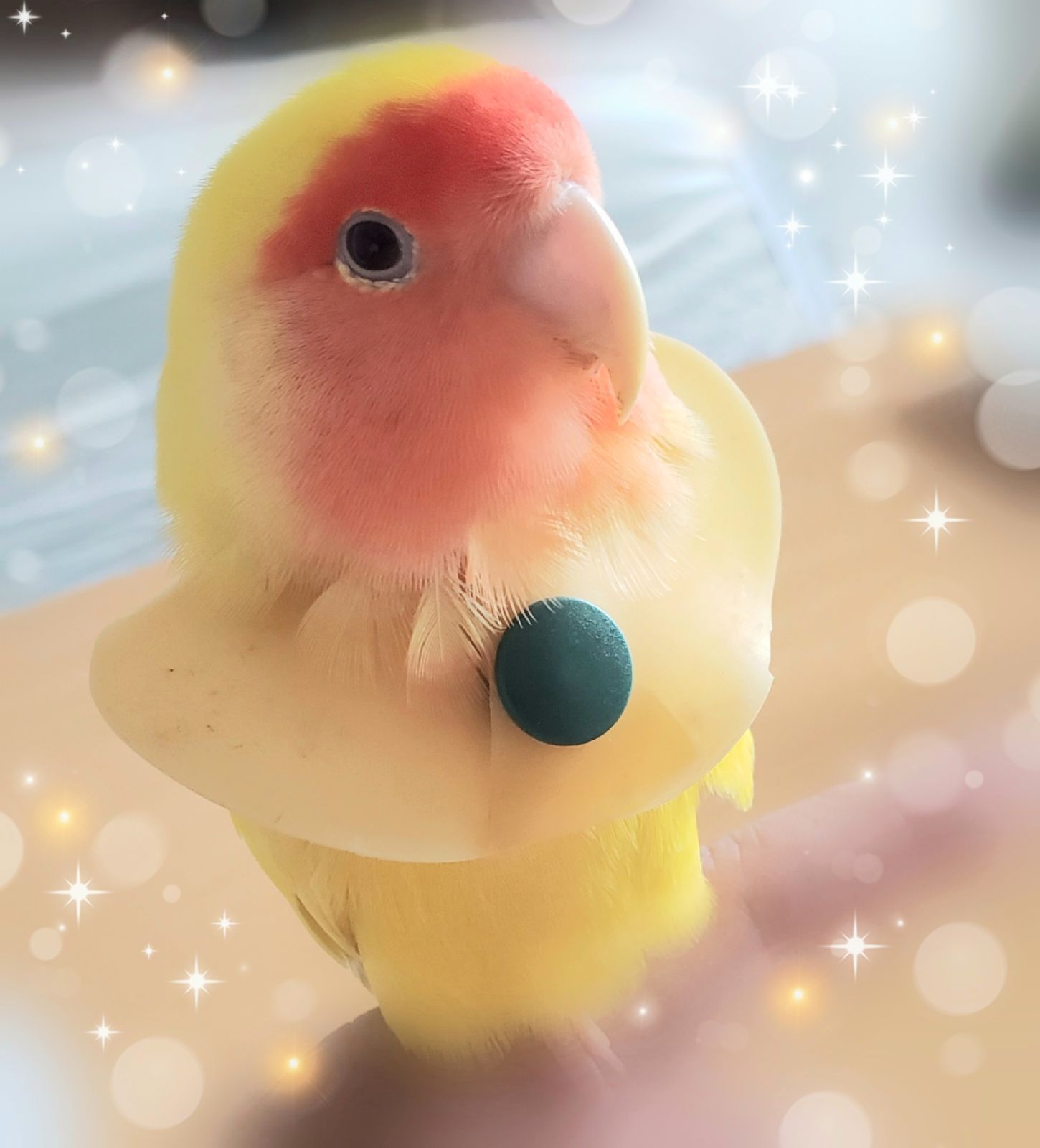 インコ エリザベスカラー(ポンチョタイプ)1枚・3サイズ・3色・3g