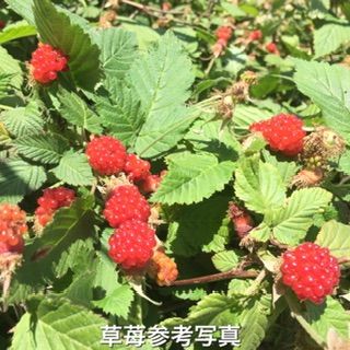 木苺 楽天市場】◇木いちご◇≪木苺・220≫キイチゴ◇落葉樹 : 緑花木