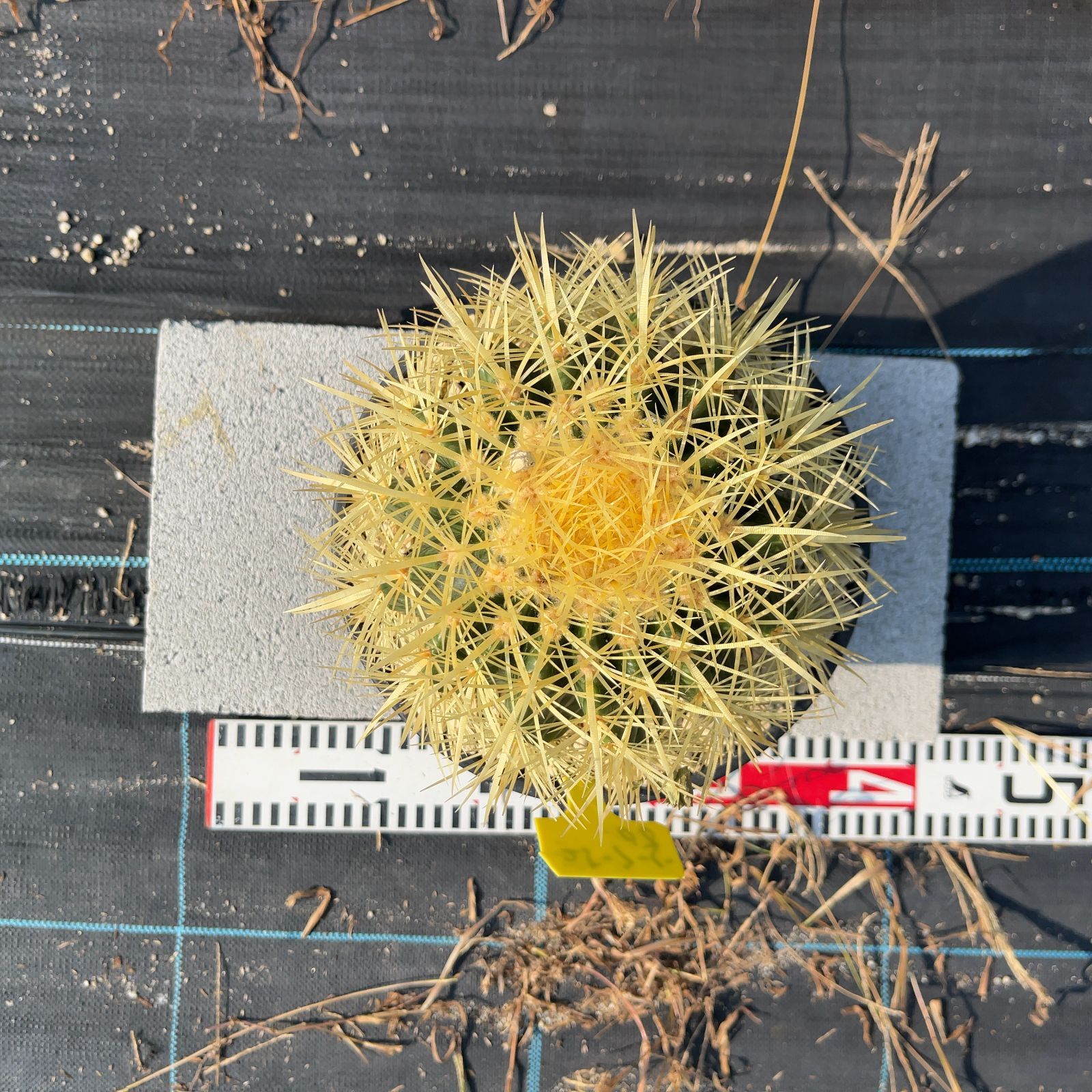 鉢ごと発送】【送料込】 サボテンの王様！金色サボテン / 金鯱