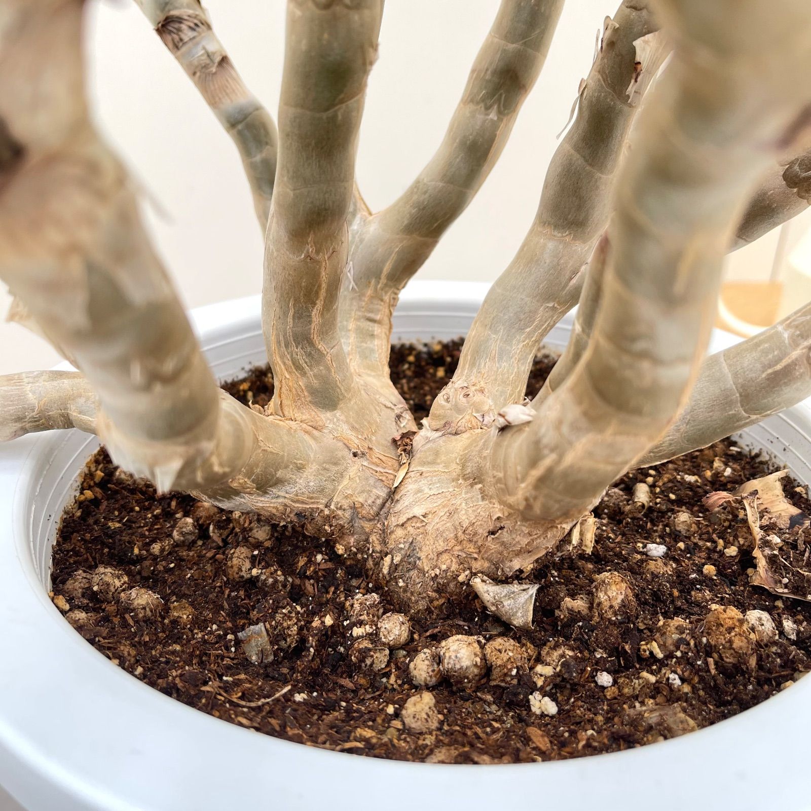 ラモシシマ 現品