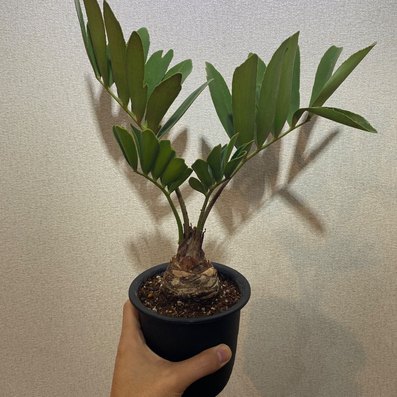 ザミア メキシコソテツ 蘇鉄 観葉植物 - メルカリ