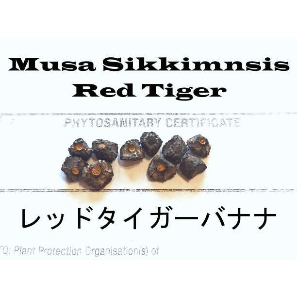 9月入荷 50粒 耐寒 レッド タイガー 斑入りバナナ 種 種子 証明書あり