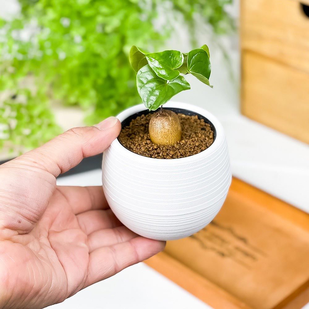 塊根植物 ディオスコレア エレファンティペス アフリカキッコウリュウ