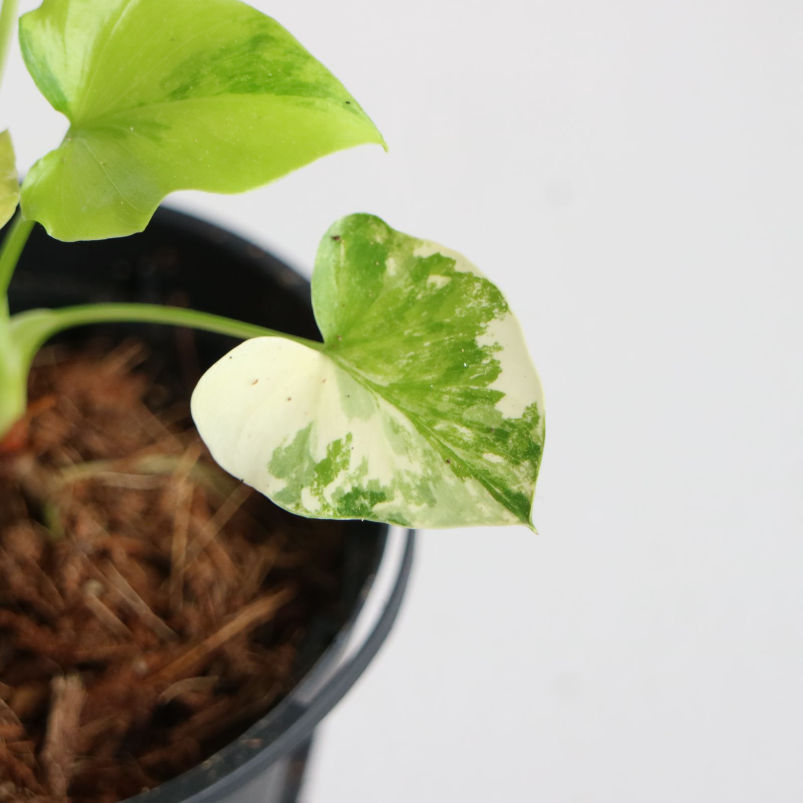 希少☆ フィロデンドロン セローム斑入り フィロデンドロン セローム