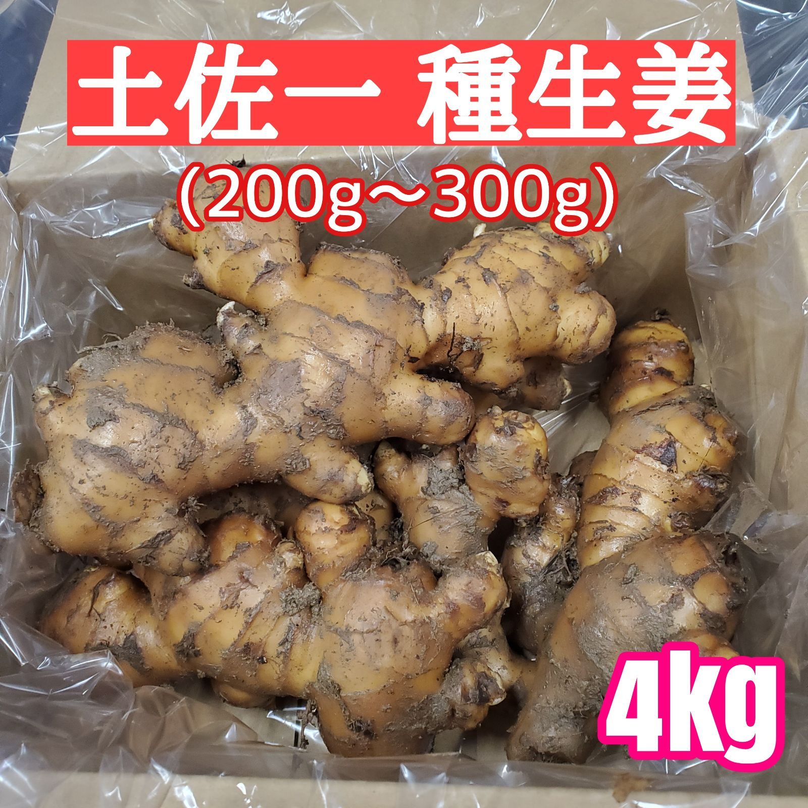 親生姜20kg - 野菜