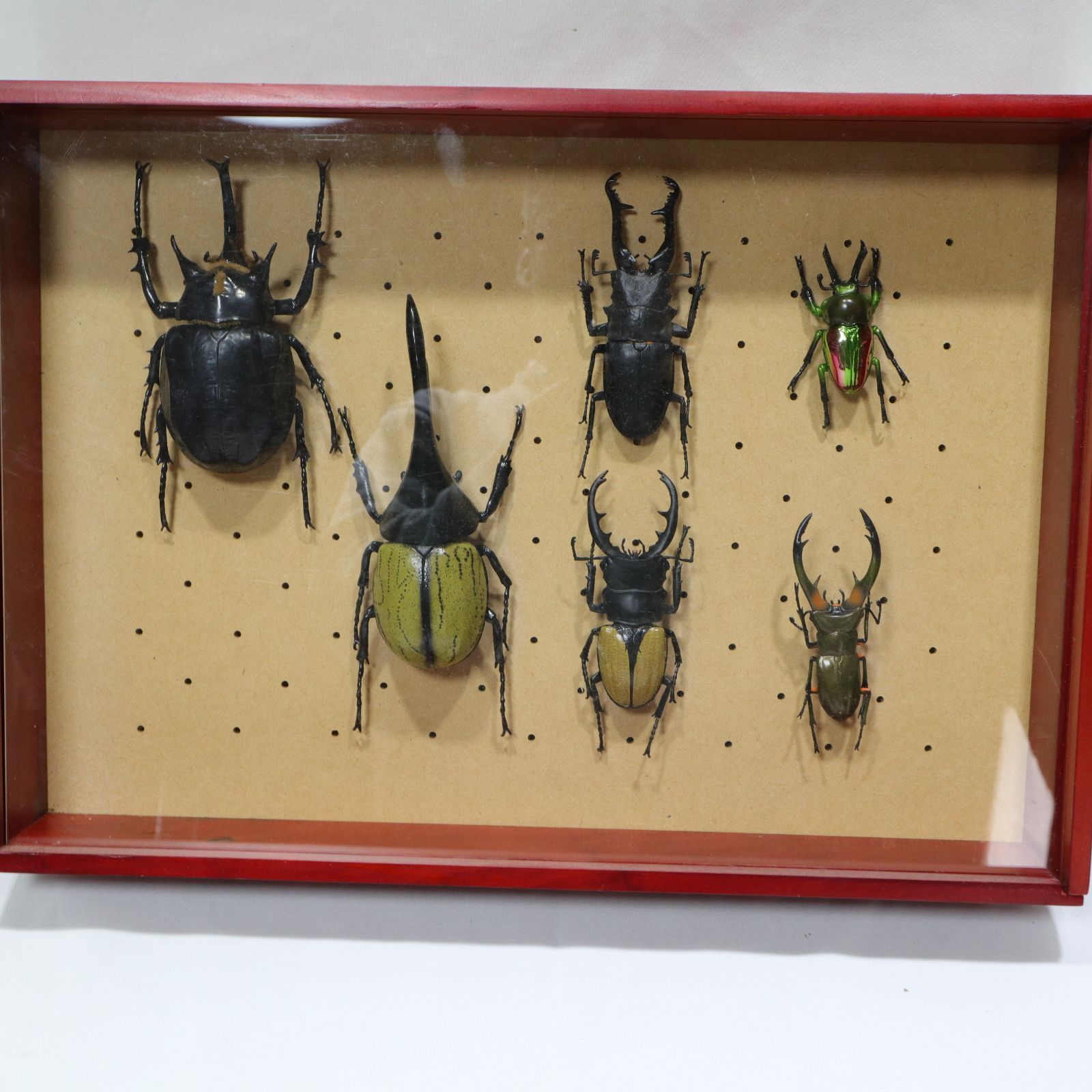 ディアゴスティーニ　世界の昆虫　データブック　コンプリート　全巻 ディアゴスティーニ 世界の昆虫 データブック コンプリート 全巻