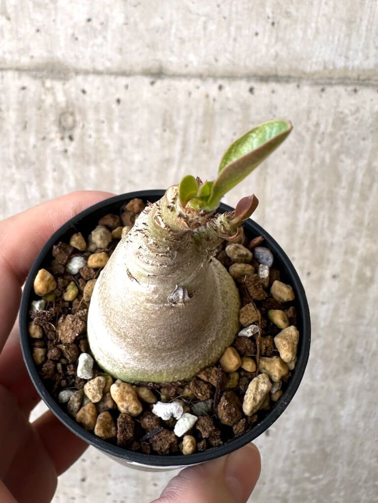 現品限り】アデニウム・アラビカム【Z18】 Adenium arabicum【植物