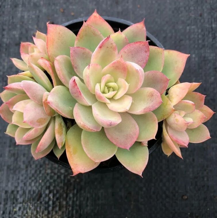 か*ん様 H725　バンシー　16株　抜き苗　多肉植物 エケベリア 韓国苗 か*ん様 H725 バンシー 16株 抜き苗 多肉植物 エケベリア 韓国苗