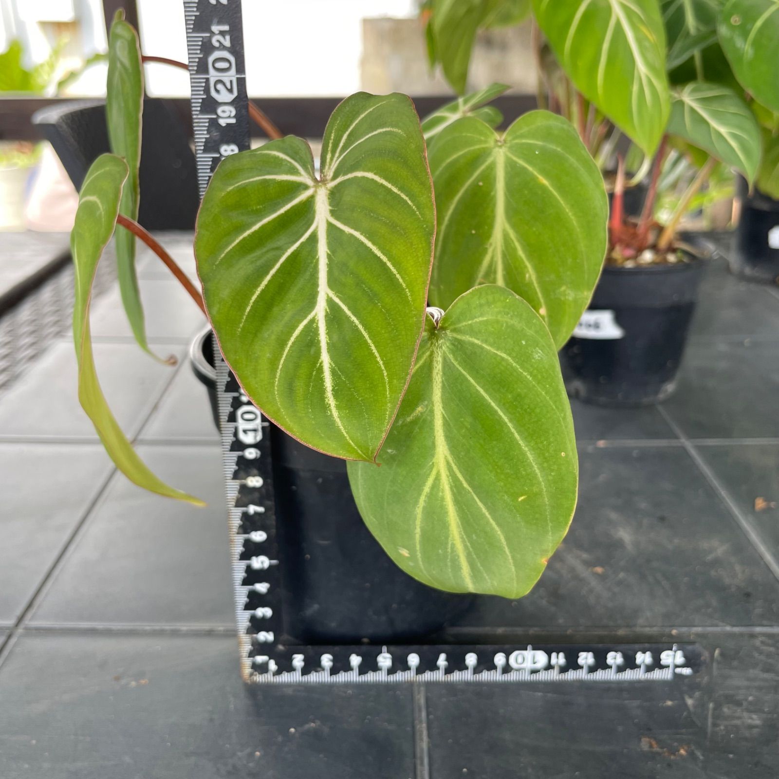 【希少2株入り】　フィロデンドロン　グロリオーサム　ゼブラ　Philodendron Gloriosum zebura