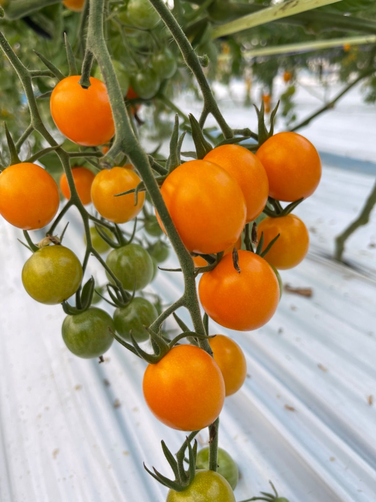 ミニトマト「シュガープラム」3kg 甘いです 今シーズンラスト！北海道産 プラムトマト 3kg ミニトマト「シュガープラム」3kg 甘いです！常温便