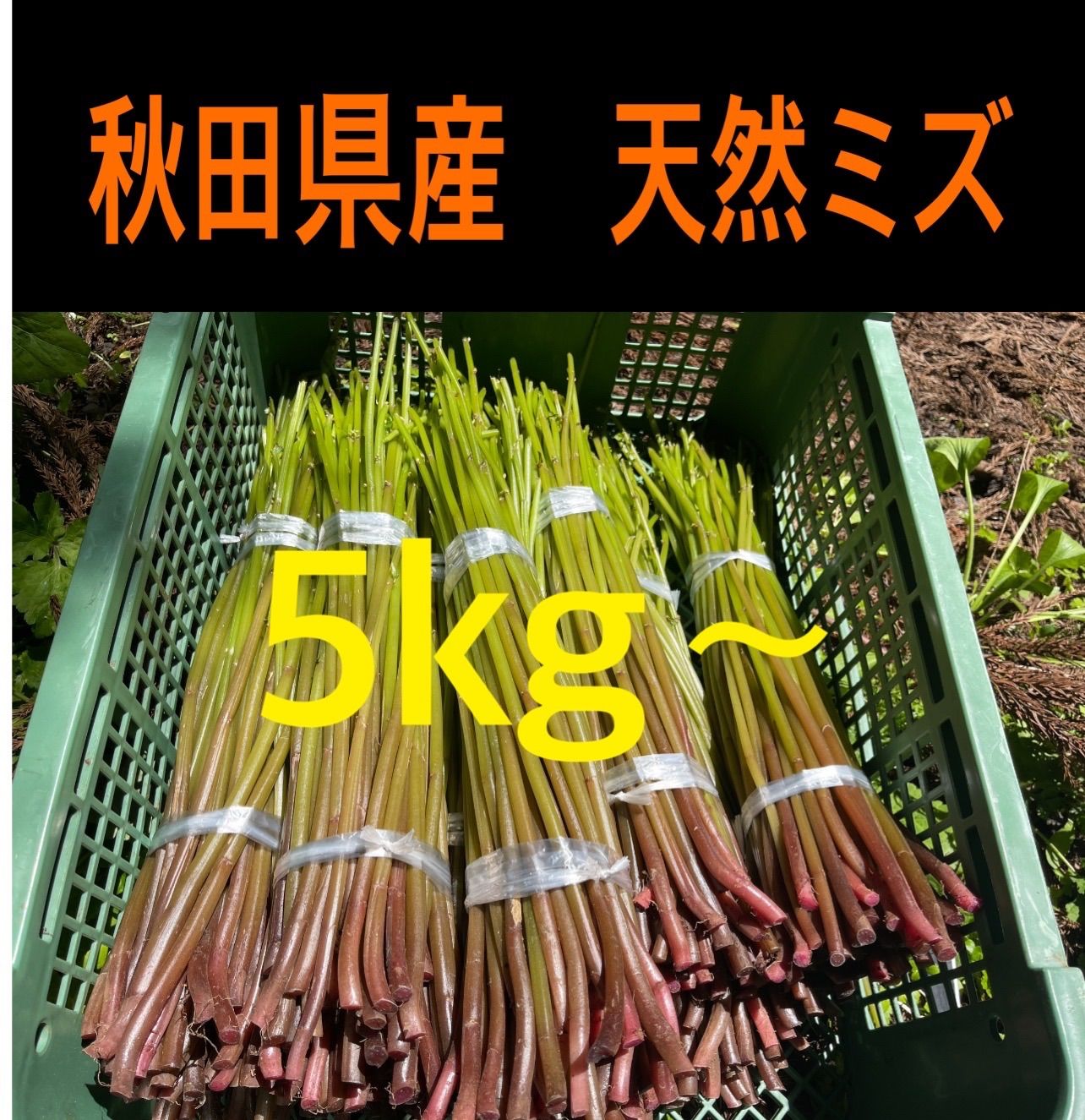 秋田県産 天然ミズ 厳選極太みず 当日発送はお昼12時まで！ | www.esn