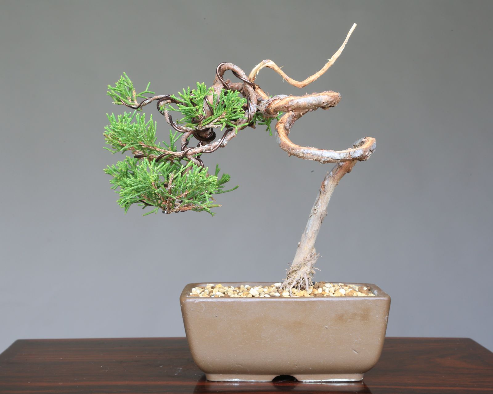 糸魚川真柏　寄せ植え 糸魚川真柏寄せ植え