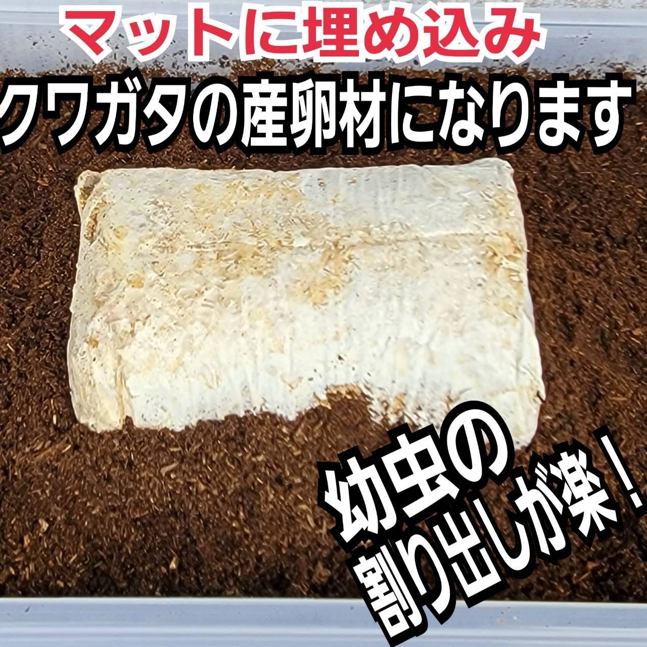 クワガタの産卵に使えます!オオヒラタケ菌床ブロック マットに クワガタの産卵に使えます!オオヒラタケ菌床ブロック マットに
