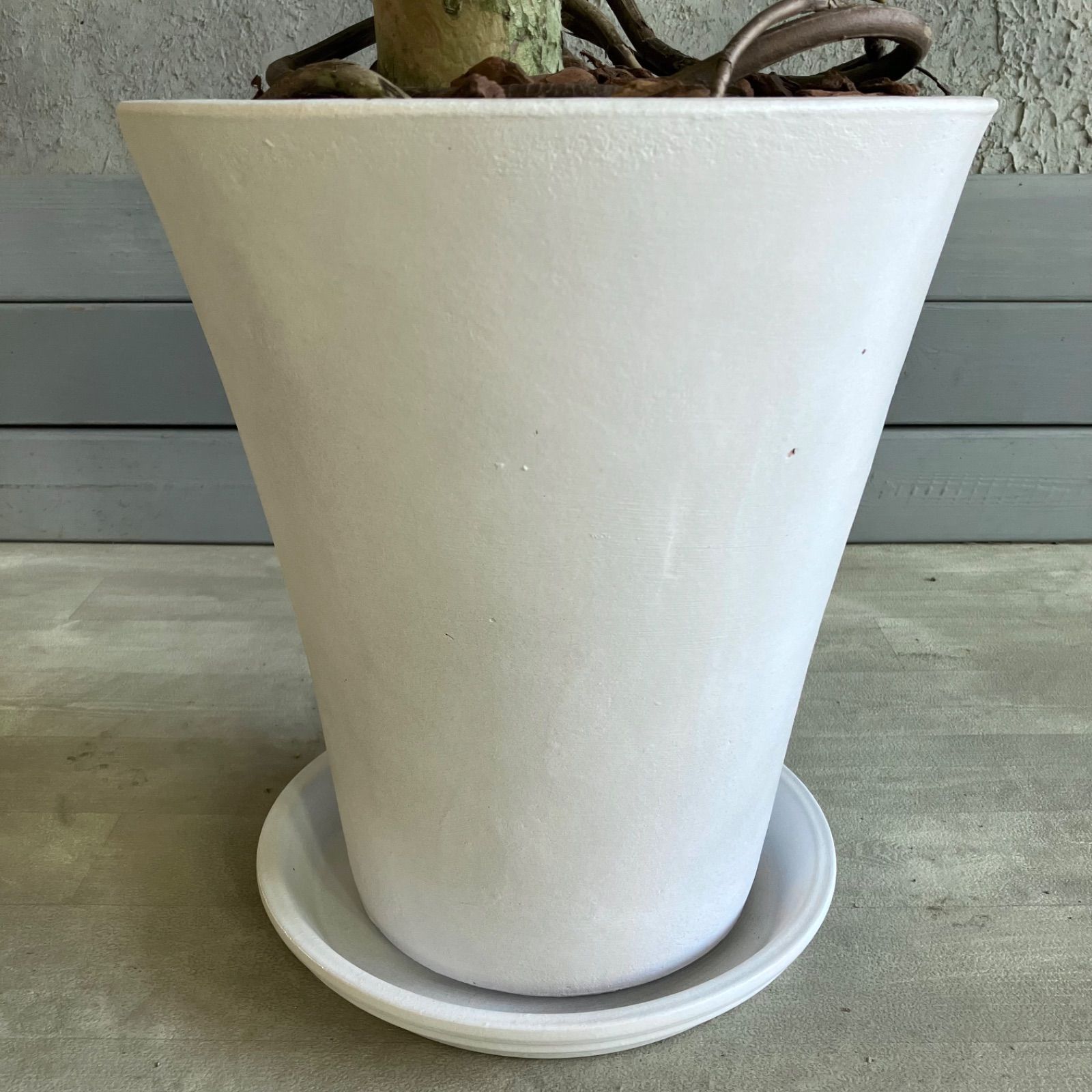 大型 幹極太 根上がり モンステラ デリシオーサ 9号 テラコッタ鉢植え