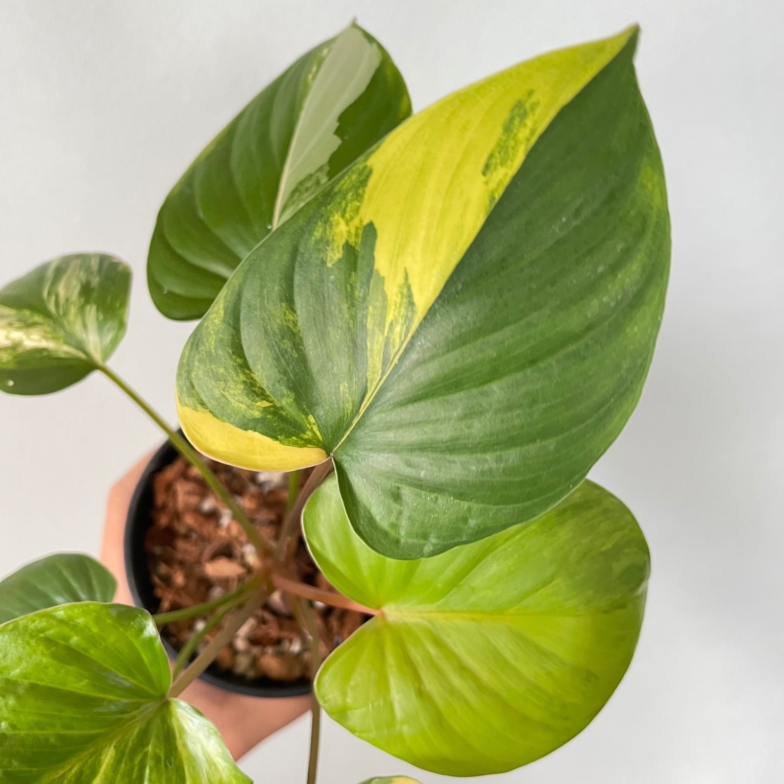 8月中セール★ 斑入り ホマロメナ homalomena rubescens 極斑】 ホマロメナ ルベスケンス 斑入り Homalomena rubescens