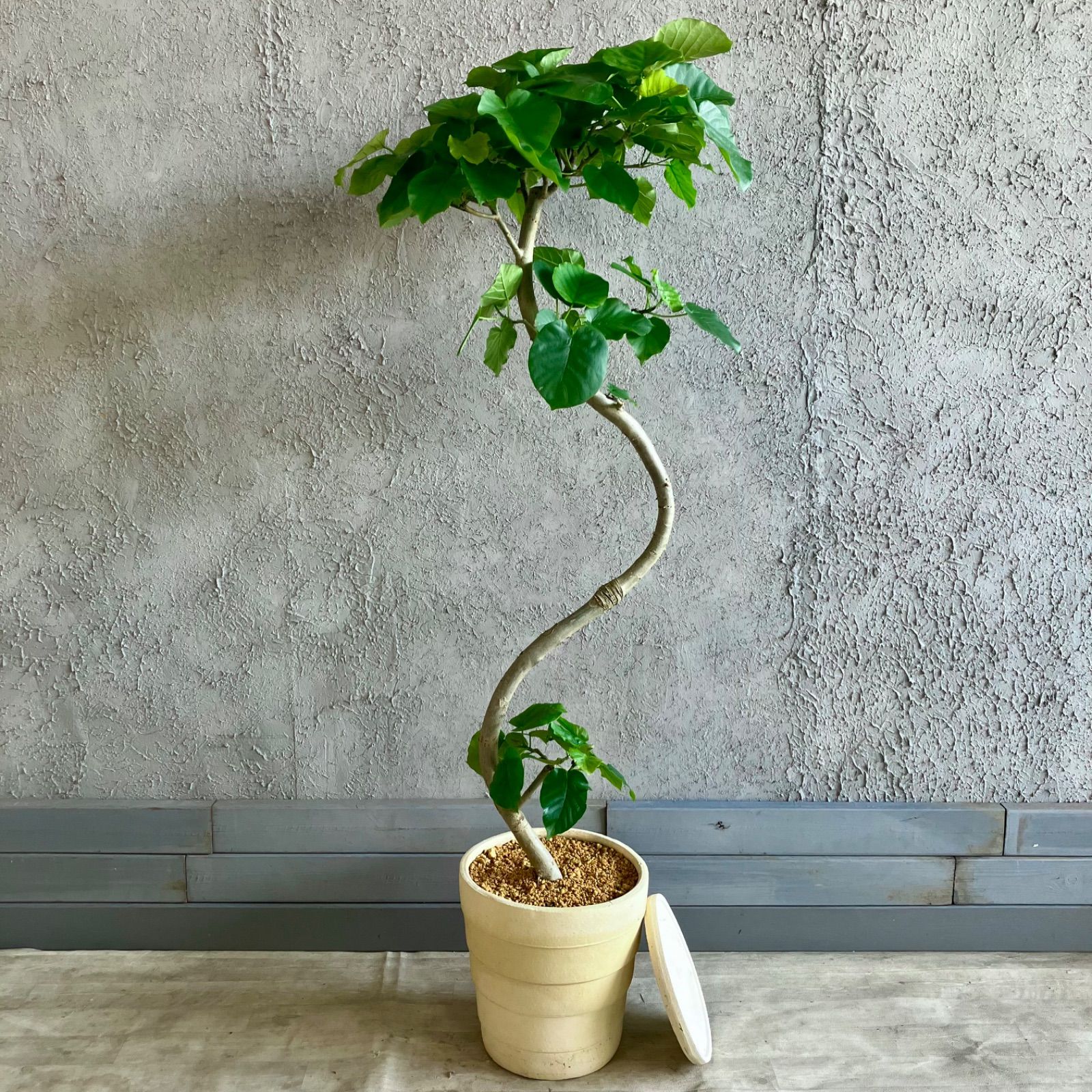 観葉植物 フィカス アフリカンプリンス 曲がり 10号 フィカス