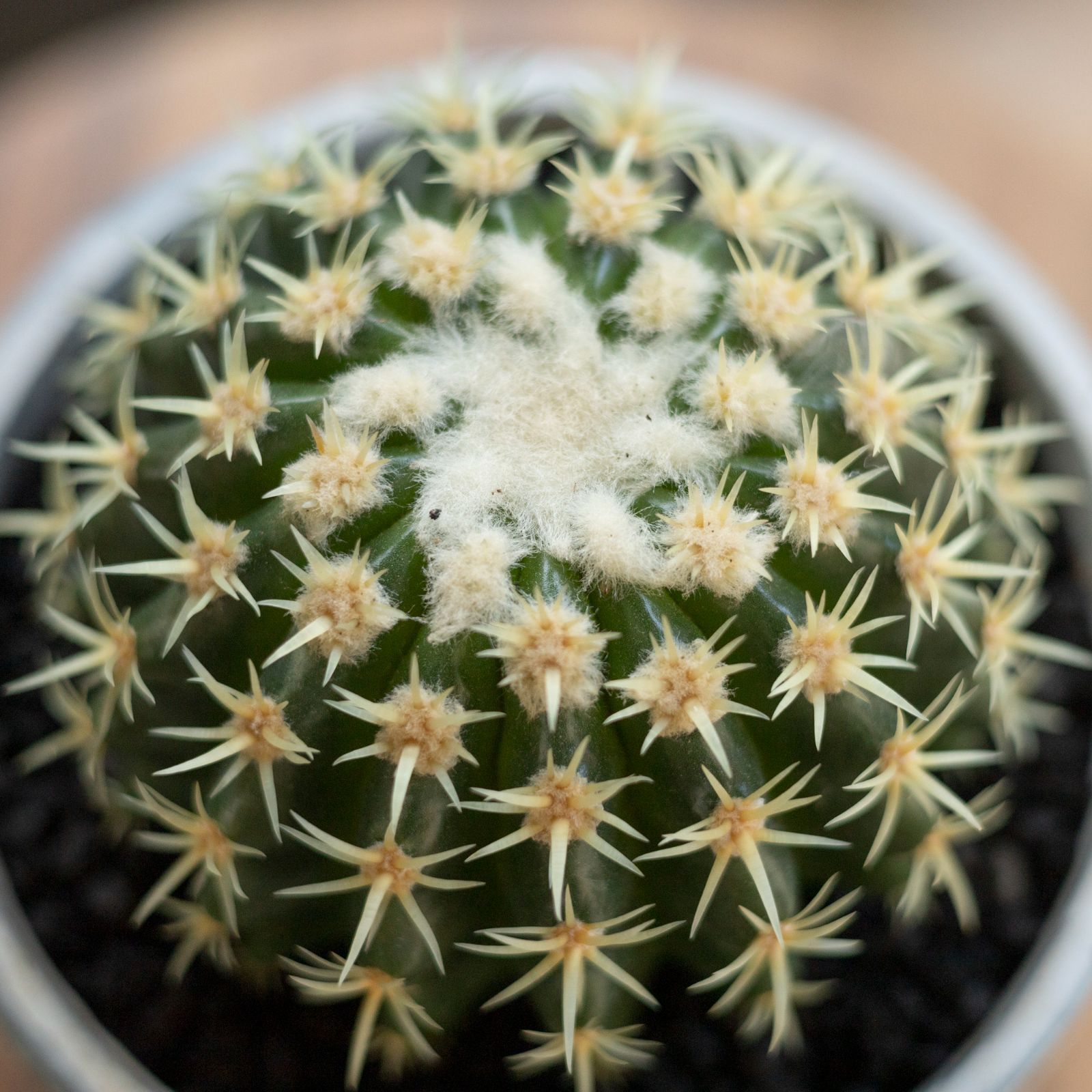 狂刺金鯱 超特大サイズ_4 狂刺金鯱 超特大サイズ_4 サボテン：エキノカクタス狂刺金鯱