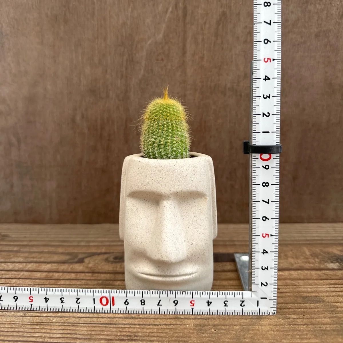 ☆モアイ3兄弟！！⑤ 3種類 サボテン不明種 緋牡丹 ハオルチア不明種