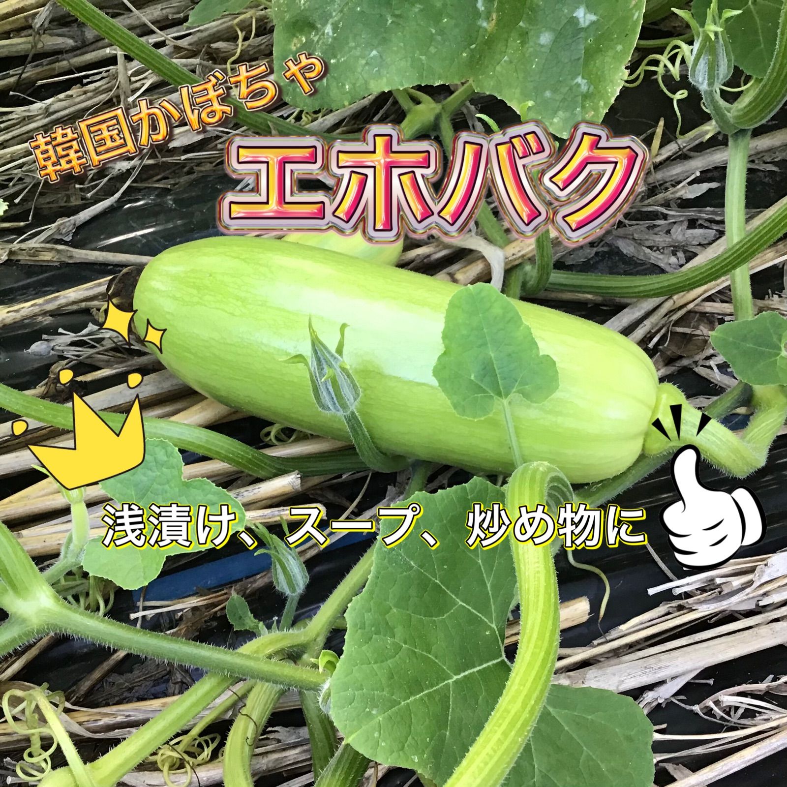 大きめ♪エホバク《韓国かぼちゃ！》愛媛県産 - メルカリ