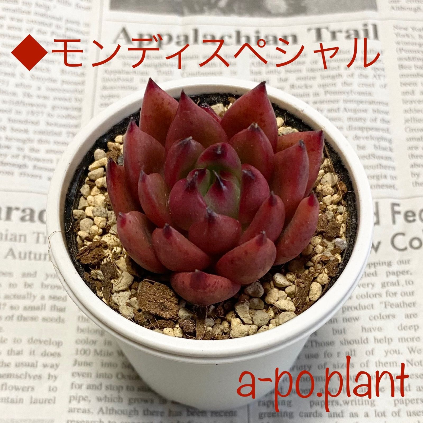 ラスト1苗 第四種送料無料◆モンディスペシャル◆多肉植物　韓国苗