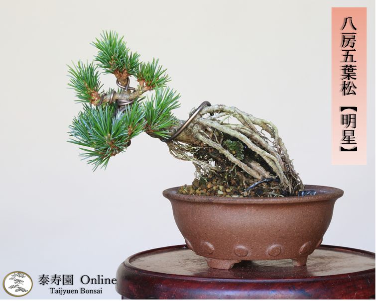 八房五葉松【明星】小品盆栽 ミニ盆栽【泰寿園Online】現品 一点物 接ぎ木 優良葉性 五葉松 松 盆栽 1 - メルカリ