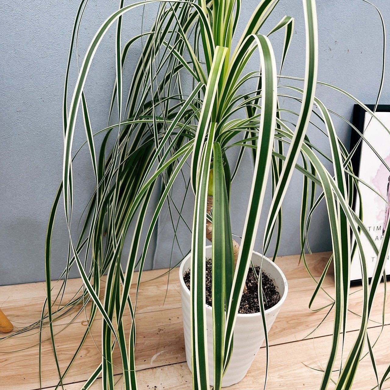 現品］【超希少】2番 ブコニア レクルバータ バリエガータ 7号 観葉