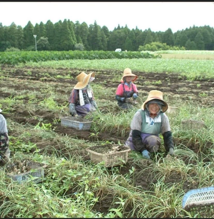 【宮崎のお漬物】熟成・塩らっきょう（塩漬け）80g 3袋  上沖産業さっぱり塩味